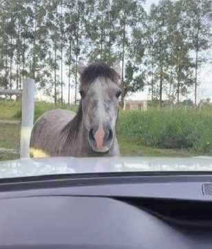 Cavalinho Ezequiel conquista a internet fazendo birra para impedir sua tutora de ir trabalhar