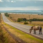 Trabalhador sofre acidente com cavalo em fazenda de Mato Grosso