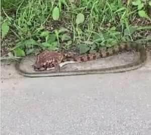 Sapo e cobra travam batalha épica à beira da rodovia