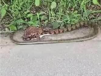 Sapo e cobra travam batalha épica à beira da rodovia