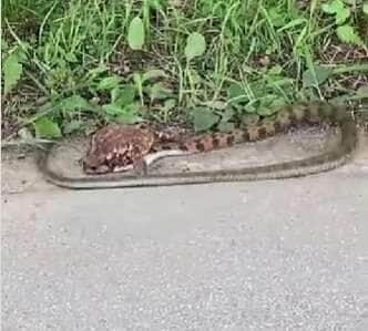 Sapo e cobra travam batalha épica à beira da rodovia