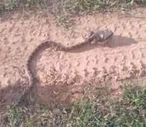 Sapo resiste bravamente ao ataque de jararaca e cena viraliza