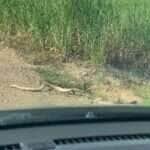 Motorista para carro e aguarda cobra "torta" atravessar estrada em cena inusitada