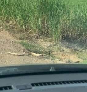 Motorista para carro e aguarda cobra "torta" atravessar estrada em cena inusitada