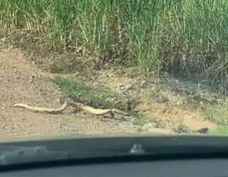 Motorista para carro e aguarda cobra "torta" atravessar estrada em cena inusitada
