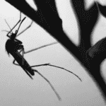 Sorriso registra mais de 1200 casos de chikungunya e alerta para cuidados