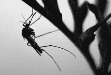 Sorriso registra mais de 1200 casos de chikungunya e alerta para cuidados