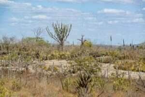 Dia Nacional da Caatinga: bioma é trunfo brasileiro na redução do aquecimento global - Sudene/divulgação