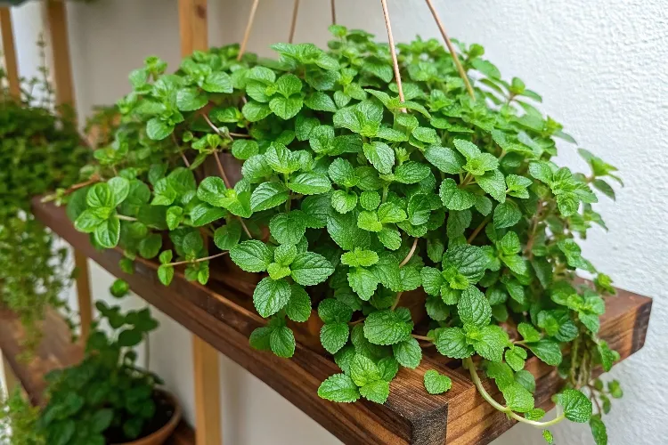 Dinheiro-em-penca (tostão)