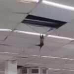 Animal surpreende clientes e gera debate nas redes: seria gambá, saruê ou ratazana gigante?