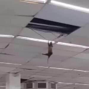 Animal surpreende clientes e gera debate nas redes: seria gambá, saruê ou ratazana gigante?