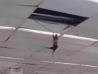 Animal surpreende clientes e gera debate nas redes: seria gambá, saruê ou ratazana gigante?