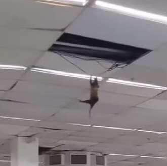 Animal surpreende clientes e gera debate nas redes: seria gambá, saruê ou ratazana gigante?