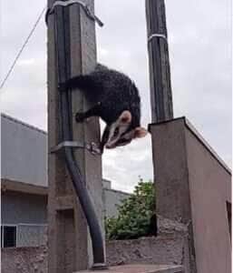 Gambá esperto se pendura em fio de energia para escapar de cãozinho furioso