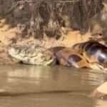 Sucuri dá "bote" em jacaré e vira atração inusitada no Rio Ivinhema