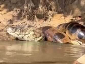 Sucuri dá "bote" em jacaré e vira atração inusitada no Rio Ivinhema