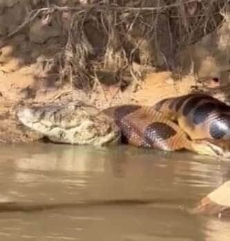 Sucuri dá "bote" em jacaré e vira atração inusitada no Rio Ivinhema
