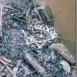 Passeio selvagem: jararacuçu é flagrada às margens de cachoeira e alerta sobre cuidados se espalha nas redes