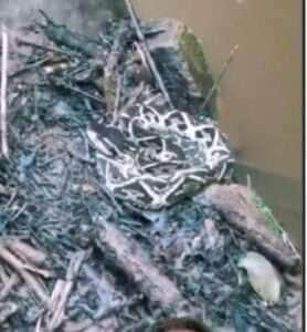 Passeio selvagem: jararacuçu é flagrada às margens de cachoeira e alerta sobre cuidados se espalha nas redes