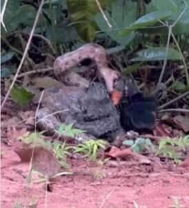 Jiboia flagrada engolindo um jacu no Parque dos Poderes impressiona internautas