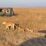 O poder das leoas na caminhada da vida