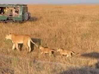 O poder das leoas na caminhada da vida