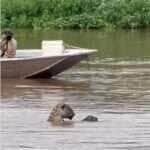 Onça-mãe e filhote são flagrados brincando no rio no Pantanal e encantam turistas
