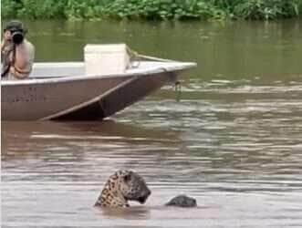 Onça-mãe e filhote são flagrados brincando no rio no Pantanal e encantam turistas