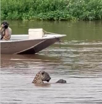 Onça-mãe e filhote são flagrados brincando no rio no Pantanal e encantam turistas