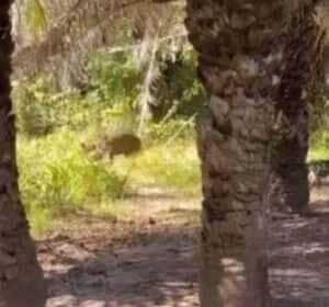Onça-pintada surpreende grupo de amigos durante churrasco à beira do rio