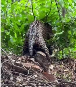 A onça-pintada, também conhecida como jaguar, é símbolo de força, agilidade e estratégia.