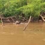 Onça dá salto espetacular e vence jacaré em duelo selvagem no Pantanal