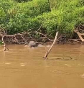 Onça dá salto espetacular e vence jacaré em duelo selvagem no Pantanal