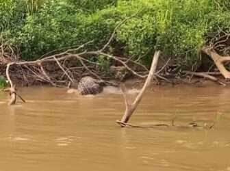 Onça dá salto espetacular e vence jacaré em duelo selvagem no Pantanal