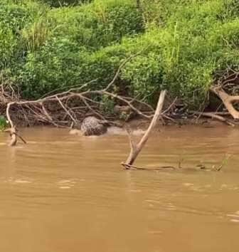 Onça dá salto espetacular e vence jacaré em duelo selvagem no Pantanal