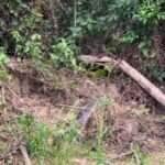 Flagra inusitado mostra a inteligência e criatividade da onça-pintada, que tenta quebrar um tronco para atravessar com um jacaré — sim, você leu certo!