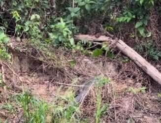 Flagra inusitado mostra a inteligência e criatividade da onça-pintada, que tenta quebrar um tronco para atravessar com um jacaré — sim, você leu certo!