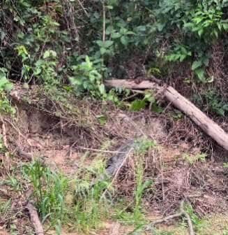 Flagra inusitado mostra a inteligência e criatividade da onça-pintada, que tenta quebrar um tronco para atravessar com um jacaré — sim, você leu certo!