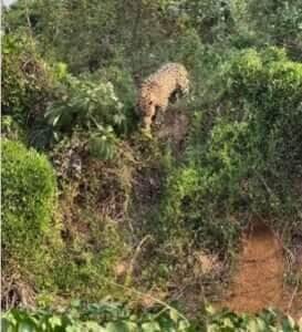 Mesmo com desvantagem no tamanho, ariranhas mostraram união e coragem ao expulsar onça que invadiu sua toca; cena rara foi flagrada por guia experiente no Pantanal.