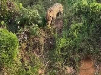 Mesmo com desvantagem no tamanho, ariranhas mostraram união e coragem ao expulsar onça que invadiu sua toca; cena rara foi flagrada por guia experiente no Pantanal.