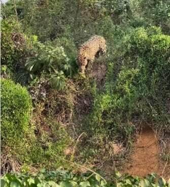 Mesmo com desvantagem no tamanho, ariranhas mostraram união e coragem ao expulsar onça que invadiu sua toca; cena rara foi flagrada por guia experiente no Pantanal.
