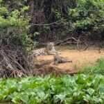 Mãe onça e seus filhotes encantam no Pantanal em rara aparição da Vida Selvagem
