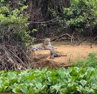 Mãe onça e seus filhotes encantam no Pantanal em rara aparição da Vida Selvagem