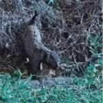 Em uma cena digna de documentário, a rainha do Pantanal exibe força e estratégia ao dominar sua presa aquática 