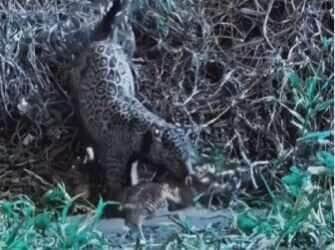 Em uma cena digna de documentário, a rainha do Pantanal exibe força e estratégia ao dominar sua presa aquática 
