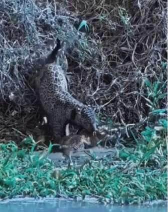Em uma cena digna de documentário, a rainha do Pantanal exibe força e estratégia ao dominar sua presa aquática 