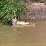 Branco Arruda, fotógrafo e guia turístico, flagra momento impressionante em que uma onça-pintada mergulha do alto de um barranco para capturar um jacaré, arrancando aplausos de turistas e amantes da vida selvagem.