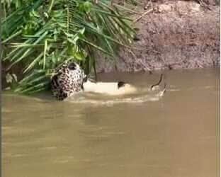 Branco Arruda, fotógrafo e guia turístico, flagra momento impressionante em que uma onça-pintada mergulha do alto de um barranco para capturar um jacaré, arrancando aplausos de turistas e amantes da vida selvagem.