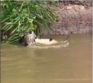 Branco Arruda, fotógrafo e guia turístico, flagra momento impressionante em que uma onça-pintada mergulha do alto de um barranco para capturar um jacaré, arrancando aplausos de turistas e amantes da vida selvagem.