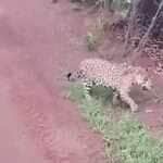 Operador de trator leva susto ao flagrar onças-pintadas em estrada rural